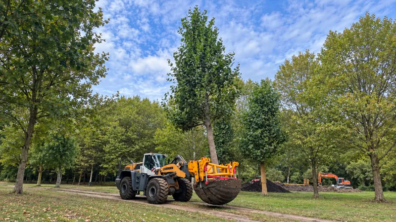 Volwassen bomen
